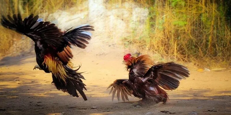 Kinh nghiệm nên áp dụng khi tham gia cá cược đá gà